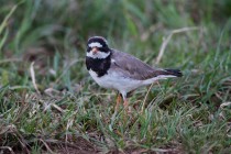 00448-Common_Ringed_Plover