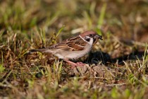 00757-Tree_Sparrow